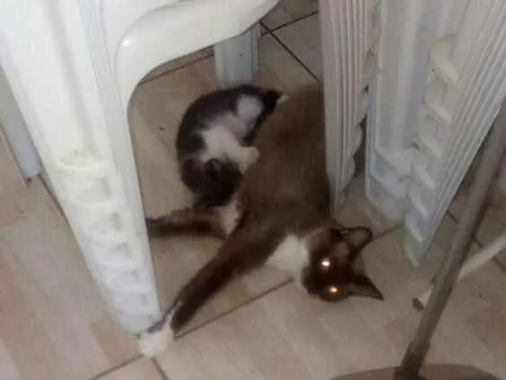 Gato ra a Angorá idade 2 anos nome 3 filhotes lindos