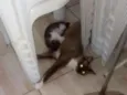 3 filhotes lindos