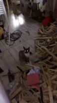 3 filhotes lindos