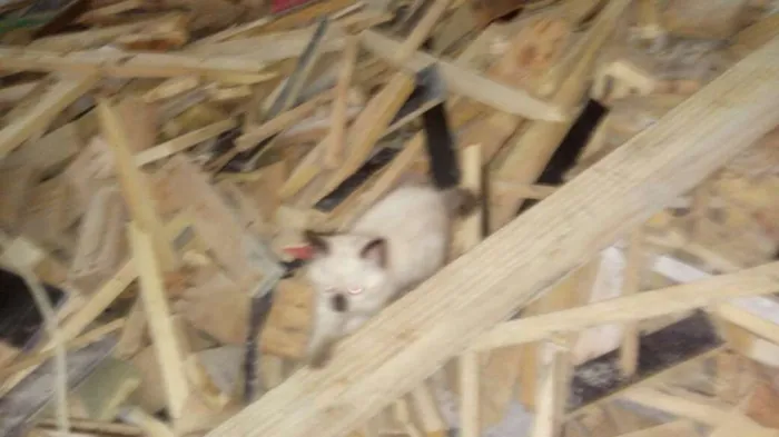 Gato ra a Angorá idade 2 anos nome 3 filhotes lindos