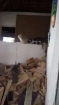 3 filhotes lindos