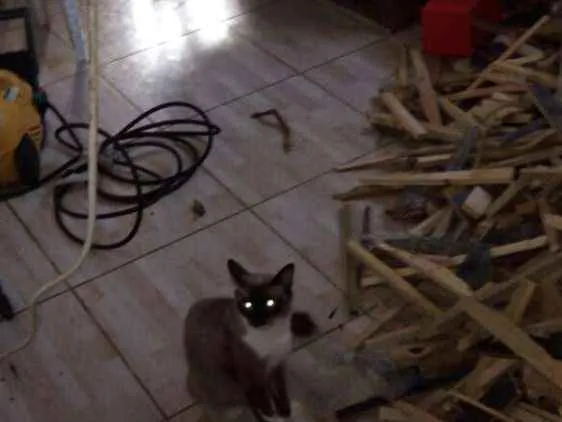 Gato ra a Angorá idade 2 anos nome 3 filhotes lindos
