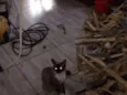 3 filhotes lindos