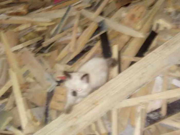 Gato ra a Angorá idade 2 anos nome 3 filhotes lindos