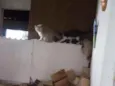 3 filhotes lindos