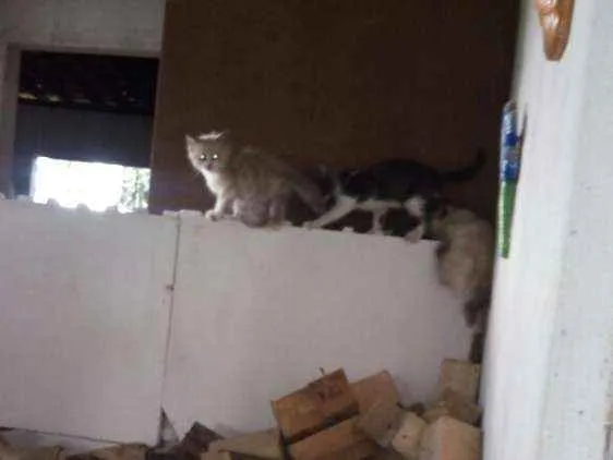 Gato ra a Angorá idade 2 anos nome 3 filhotes lindos