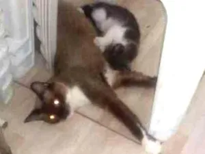 Gato raça Angorá idade 2 anos nome 3 filhotes lindos