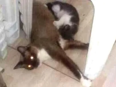 Gato ra a Angorá idade 2 anos nome 3 filhotes lindos