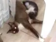 3 filhotes lindos