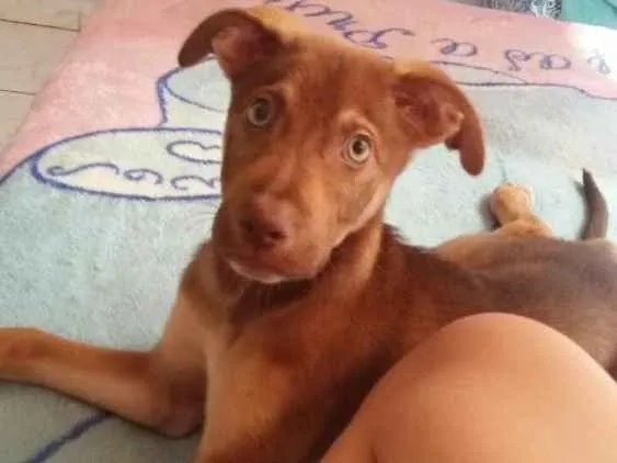 Cachorro ra a Não identificamos idade 7 a 11 meses nome Max