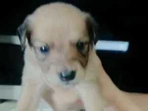 Cachorro raça Vira lata idade Abaixo de 2 meses nome Não tem nomes