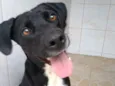 Cachorro raça SRD idade 2 anos nome Tida
