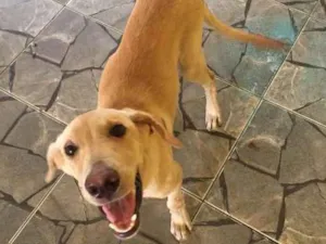 Cachorro raça indefinida  idade 7 a 11 meses nome zeus