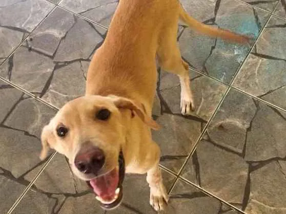 Cachorro ra a indefinida  idade 7 a 11 meses nome zeus