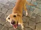 Cachorro raça indefinida  idade 7 a 11 meses nome zeus