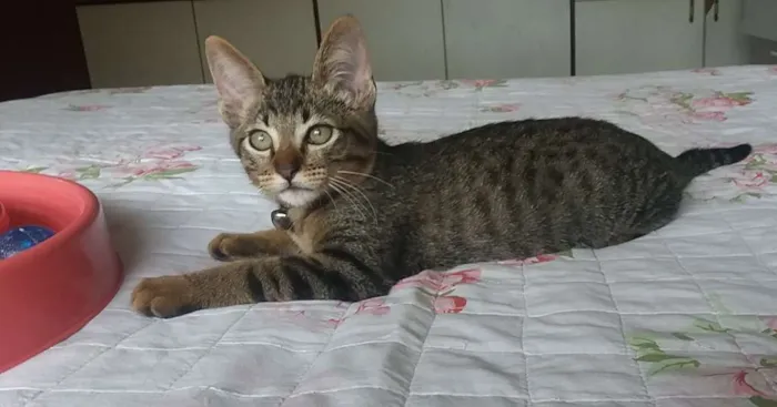 Gato ra a SRD idade 2 a 6 meses nome Logan