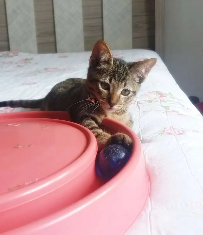 Gato ra a SRD idade 2 a 6 meses nome Logan