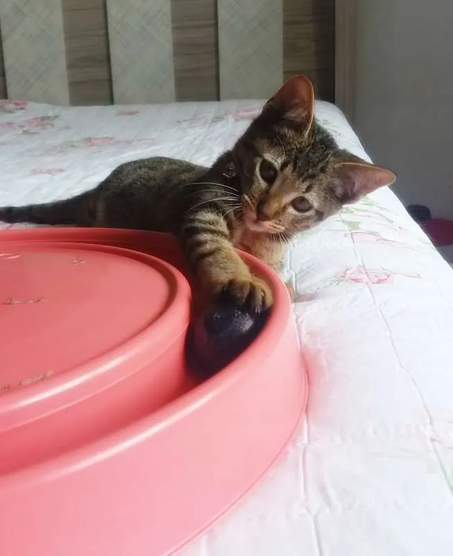 Gato ra a SRD idade 2 a 6 meses nome Logan