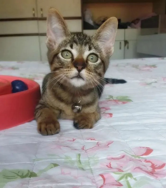 Gato ra a SRD idade 2 a 6 meses nome Logan