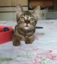 Logan