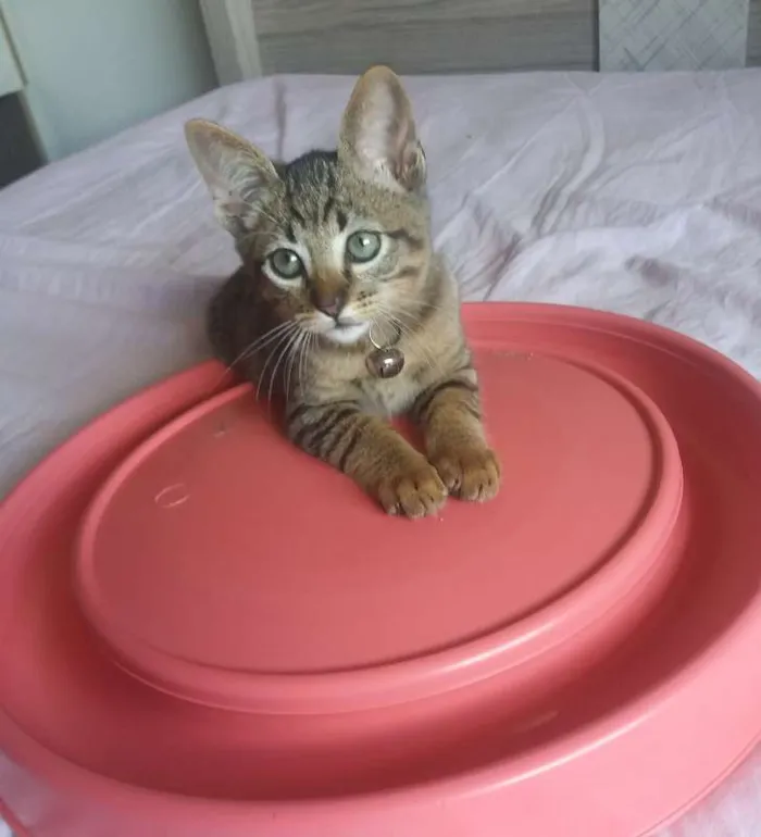 Gato ra a SRD idade 2 a 6 meses nome Logan