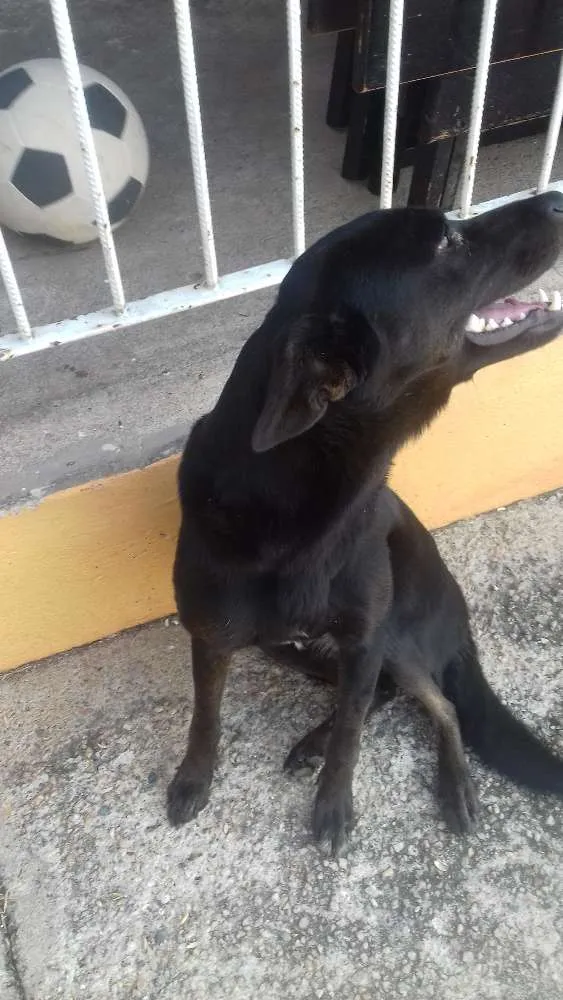 Cachorro ra a Vira lata idade 1 ano nome Shira