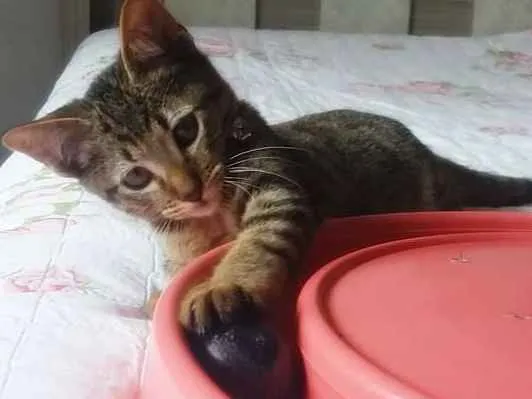 Gato ra a SRD idade 2 a 6 meses nome Logan