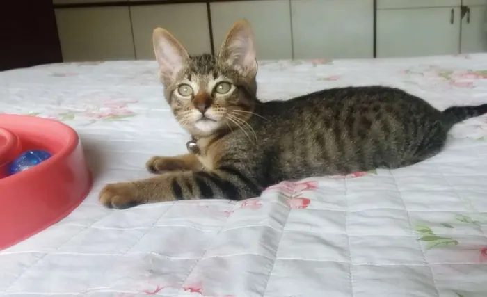 Gato ra a SRD idade 2 a 6 meses nome Logan