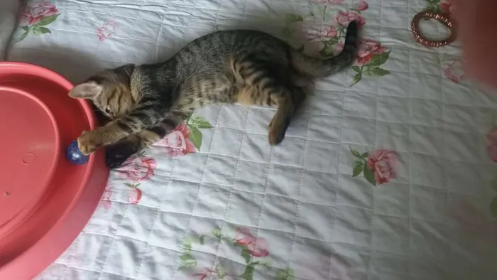 Gato ra a SRD idade 2 a 6 meses nome Logan