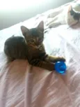 Logan