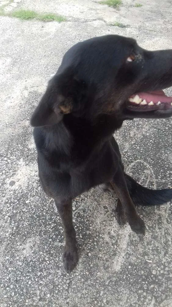 Cachorro ra a Vira lata idade 1 ano nome Shira