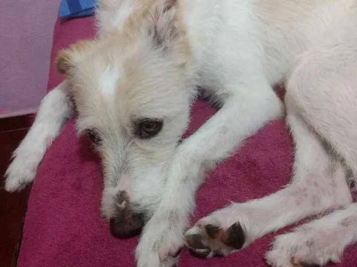 Cachorro ra a Vira Lata idade 4 anos nome Lana