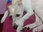 Cachorro raça Vira Lata idade 4 anos nome Lana