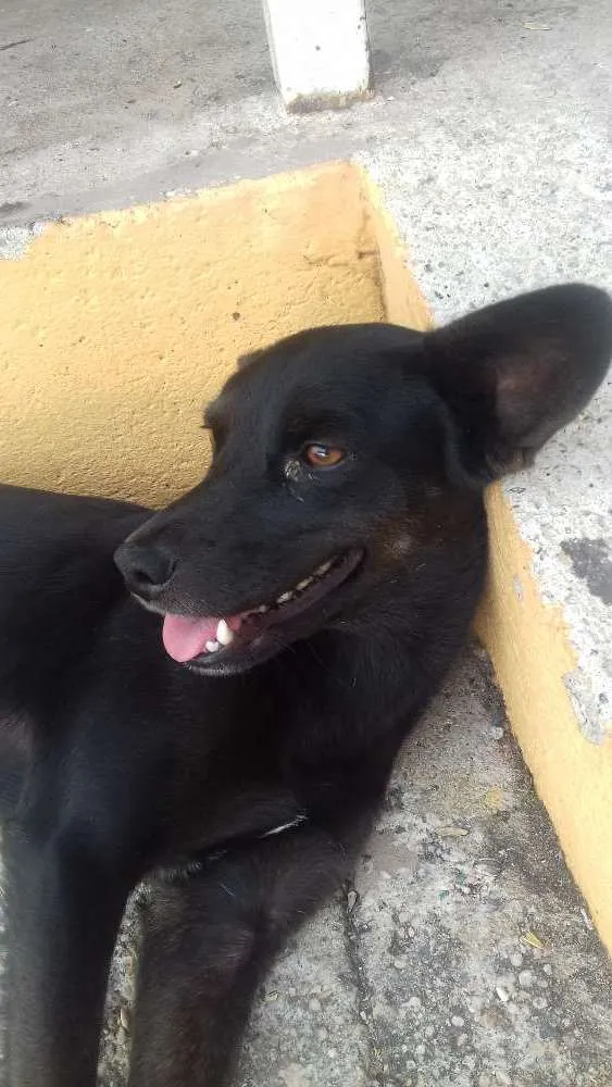 Cachorro ra a Vira lata idade 1 ano nome Shira