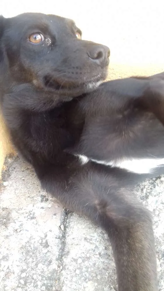 Cachorro ra a Vira lata idade 1 ano nome Shira