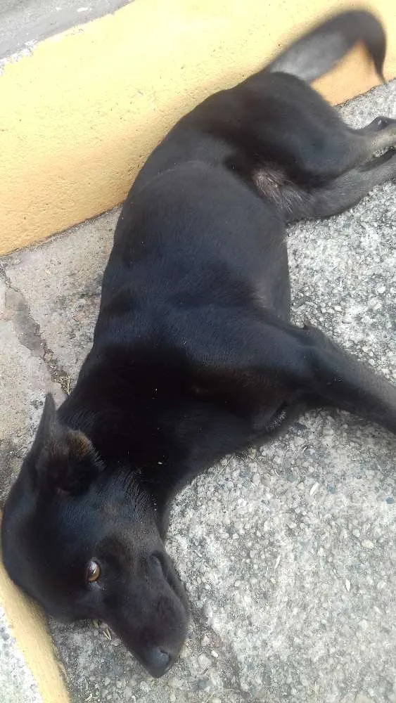 Cachorro ra a Vira lata idade 1 ano nome Shira