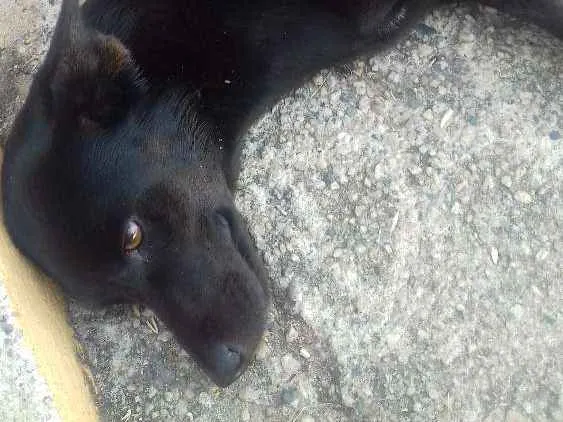 Cachorro ra a Vira lata idade 1 ano nome Shira