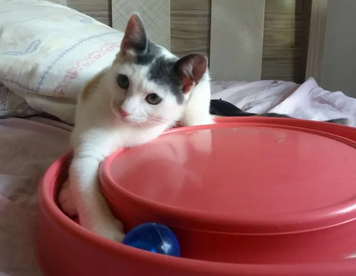 Gato ra a SRD idade 2 a 6 meses nome Frida