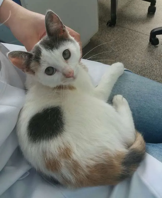 Gato ra a SRD idade 2 a 6 meses nome Frida
