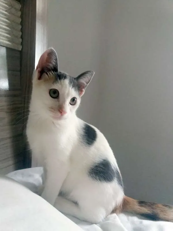 Gato ra a SRD idade 2 a 6 meses nome Frida