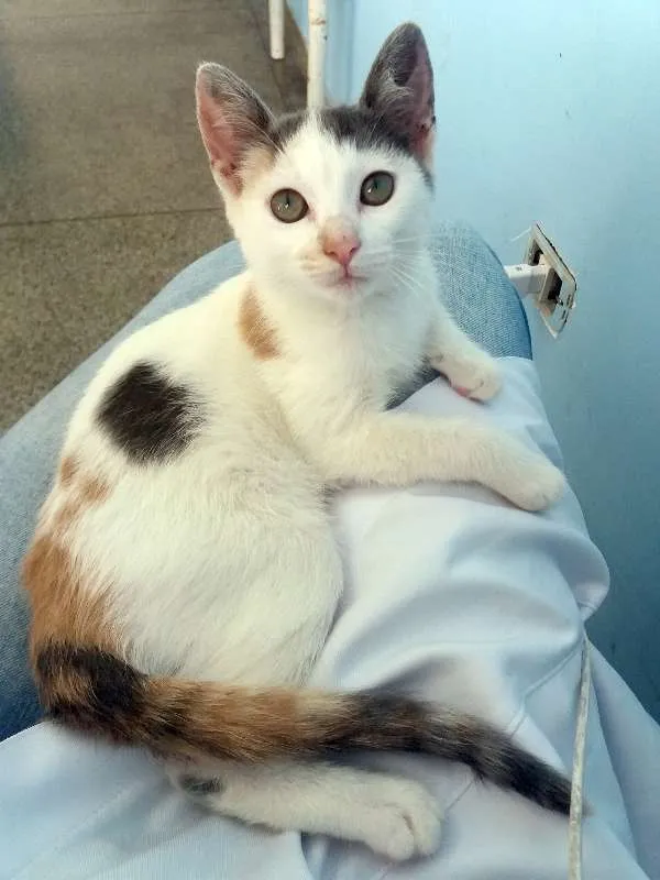 Gato ra a SRD idade 2 a 6 meses nome Frida