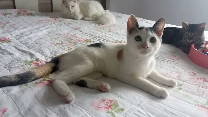 Gato ra a SRD idade 2 a 6 meses nome Frida