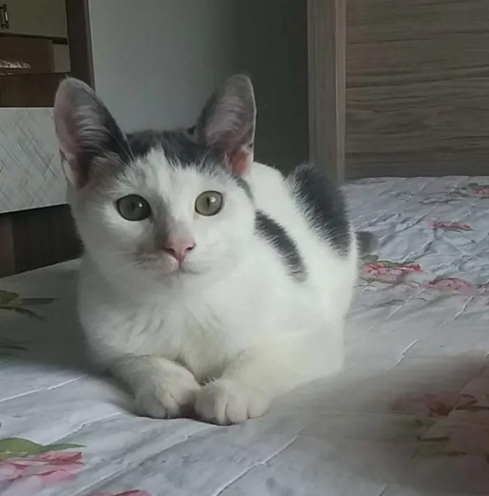 Gato ra a SRD idade 2 a 6 meses nome Frida