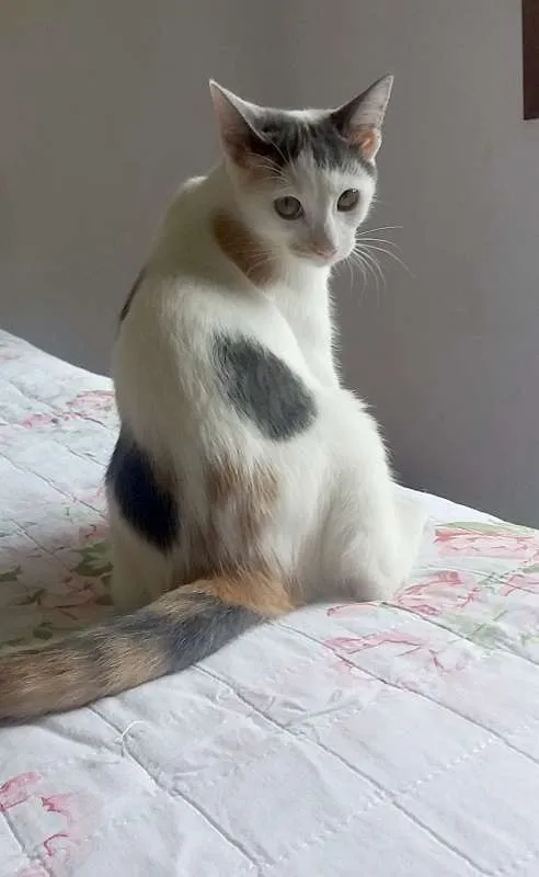 Gato ra a SRD idade 2 a 6 meses nome Frida