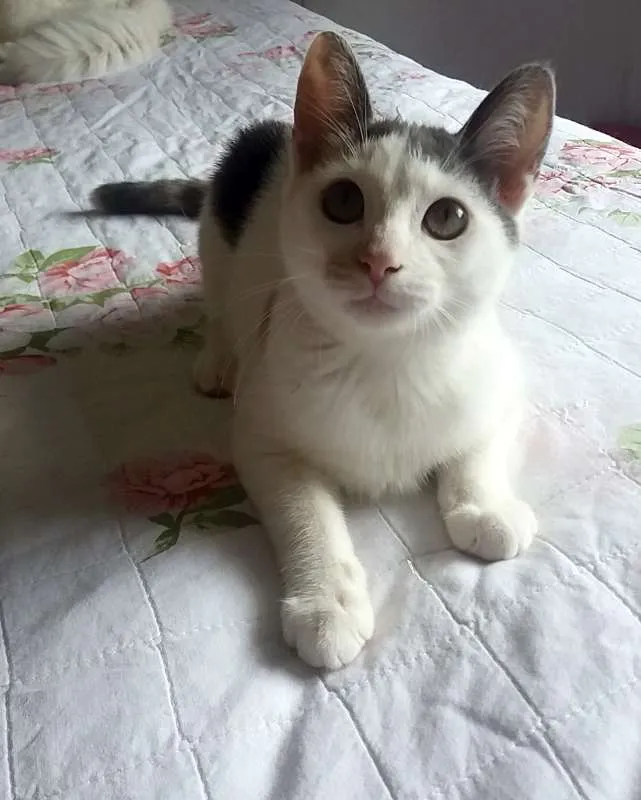 Gato ra a SRD idade 2 a 6 meses nome Frida