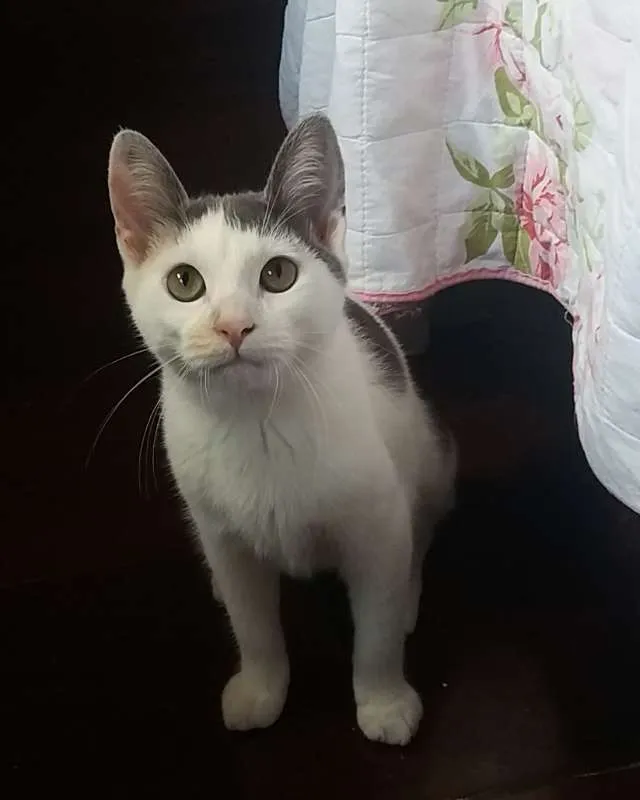 Gato ra a SRD idade 2 a 6 meses nome Frida