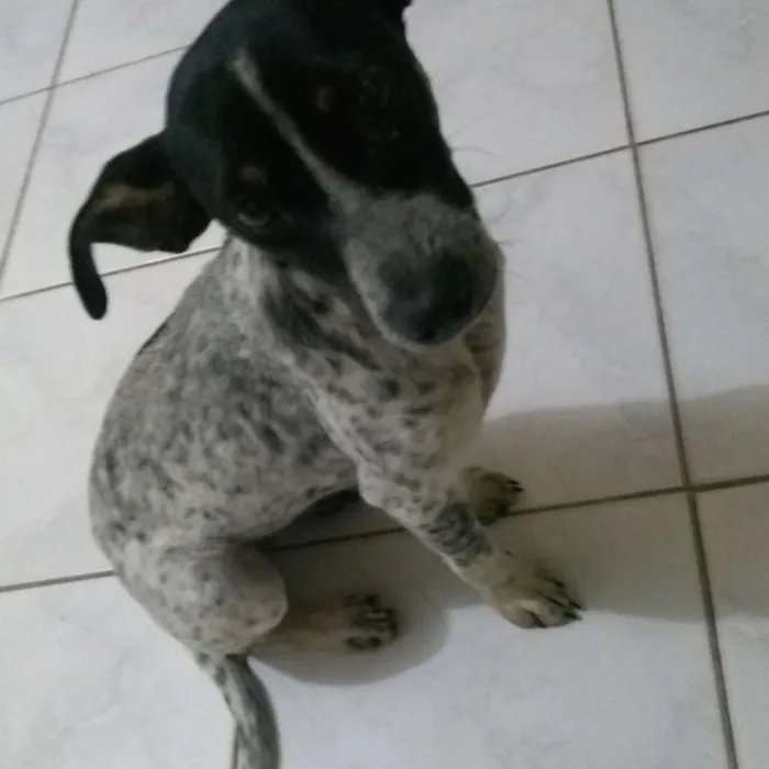Cachorro ra a Vira lata  idade 2 a 6 meses nome Nina