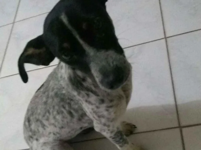 Cachorro ra a Vira lata  idade 2 a 6 meses nome Nina