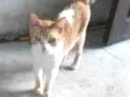 Gato raça  idade  nome PRINCESA