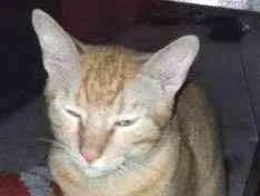 Gato raça  idade 2 anos nome OURO